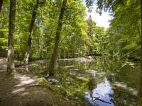 Beim Schallerweiher im Roggenburger Forst verläuft einer der neuen Premiumspazierwanderwege in der Region Günzburg/Neu-Ulm.