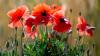 Schauer sind Wochenendausflüglern in der Regel nicht willkommen, doch Mohn- und anderen Blumen bekommt der  Regen gut. (Symbolbild)
