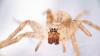 Die aus dem Mittelmeerraum stammende Spinne kommt inzwischen auch in Norddeutschland vor. (Archivbild)