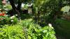 Der Garten von Gabi Würflingsdobler aus Schwabmünchen ist 300 Quadratmeter groß. Ein Walnussbaum spendet Schatten, Vögel und Insekten finden in Sträuchern und Stauden Nahrung und Rückzugsorte. Besonders mag die Schwabmünchnerin Rosen für die Nase, Obst zum Naschen und aromatische Kräuter für die Küche. „Bei mir dürfen Blumen durch den Garten wandern, auch sollen sich die Enkel ohne Verbote wohl fühlen“, sagt sie.