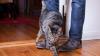 Katzen reden leise – aber deutlich: An den Beinen reiben, Kopf anstupsen: Das ist ihr Signal für Nähe und Zugehörigkeit.
