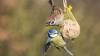 Feldsperling und Blaumeise gehören zu den heimischen Vogelarten, die beim Bildervortrag vorgestellt werden.