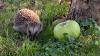 Ein Igel mit einem Apfel – das Tier steht im Mittelpunkt eines Vortrags über Lebensweise, Gefährdung und Schutz der Igelpopulation.