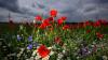 Blühende Sommerblumen heben sich vor dunklen Regenwolken ab.