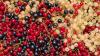 Johannisbeeren gibt es in verschiedenen Farben: rot, weiß und schwarz. Eine Sorte liefert besonders viele Vitamine und Mineralstoffe.