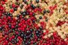 Johannisbeeren gibt es in verschiedenen Farben: rot, weiß und schwarz. Eine Sorte liefert besonders viele Vitamine und Mineralstoffe.