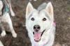 Husky-Hündin Lu wuchs in einem Vermehrerhaushalt in Norddeutschland auf. Nun wartet sie im Tierheim Lecharche auf ein neues Zuhause.