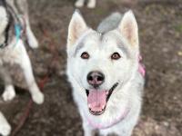 Husky-Hündin Lu wuchs in einem Vermehrerhaushalt in Norddeutschland auf. Nun wartet sie im Tierheim Lecharche auf ein neues Zuhause.