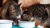 Ein voller Napf allein reicht nicht: Katzen brauchen eine ausgewogene Ernährung mit ausreichend tierischem Eiweiß und Flüssigkeit.