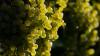 56,3 Prozent der Weinerzeugung sind Prädikatsweine. (Archiv)