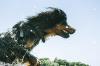 Der rumänische Rabenhirtenhund ähnelt optisch dem bekannteren Hovawart (im Bild). Hund „Mogli“ zählt zu dieser Rasse. Er hat in Haunstetten zwei Menschen mit Bissen erheblich verletzt.