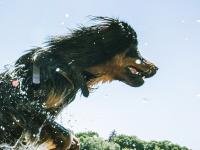 Der rumänische Rabenhirtenhund ähnelt optisch dem bekannteren Hovawart (im Bild). Hund „Mogli“ zählt zu dieser Rasse. Er hat in Haunstetten zwei Menschen mit Bissen erheblich verletzt.