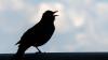 Die Amsel gehört zu den Frühaufstehern.