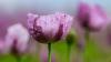 Während der Blühsaison führen ausgeschilderte Wanderwege durch die Mohnfelder und Blumenwiesen.