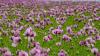 Die pinkfarbene Mohnblüte in den beiden Mohndörfern wird rund um die Sommersonnenwende erwartet.