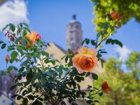 Rosenmarkt in Nördlingen 2026 Altstadt