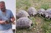 Erich Lutz ist seit Jahrzehnten begeisterter Hobbyzüchter - bei ihm leben die Schildkröten auf einer Fläche von rund 400 Quadratmetern.