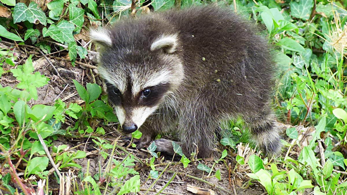 Ein-junger-Waschb-r-hielt-sich-am-helllichten-Tag-in-einem-Gem-ndener-Garten-auf
