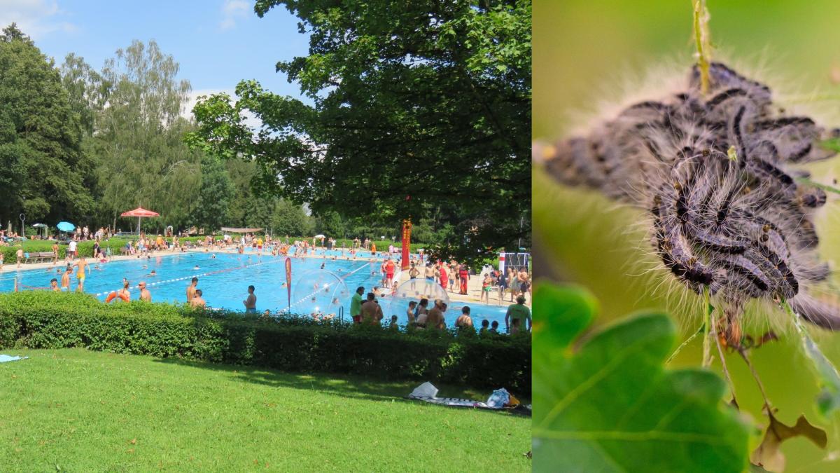 Bauhof-besiegt-giftige-Raupen-im-Freibad-Bad-W-rishofen-in-Rekordzeit
