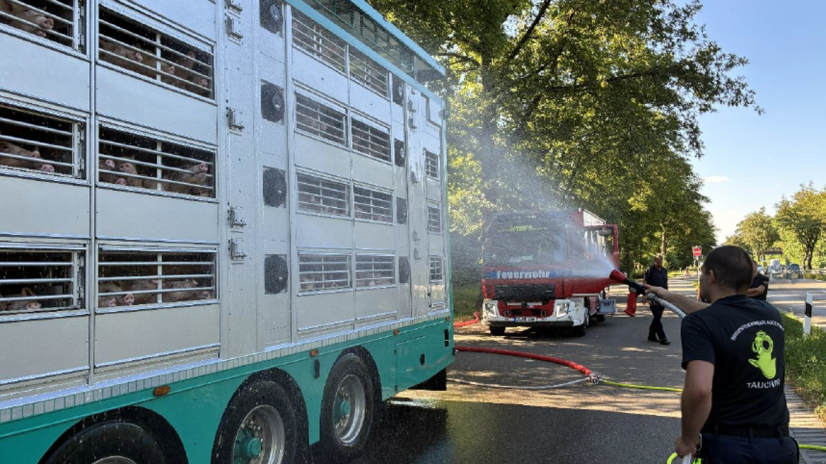 Feuerwehr-rettet-580-Ferkel-aus-misslicher-Lage
