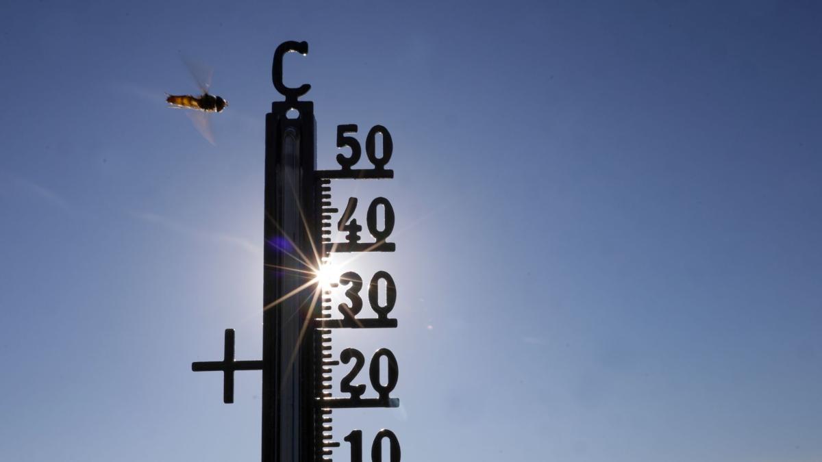 Der-Sommer-ist-zu-hei-Das-ist-sein-verdammter-Job-
