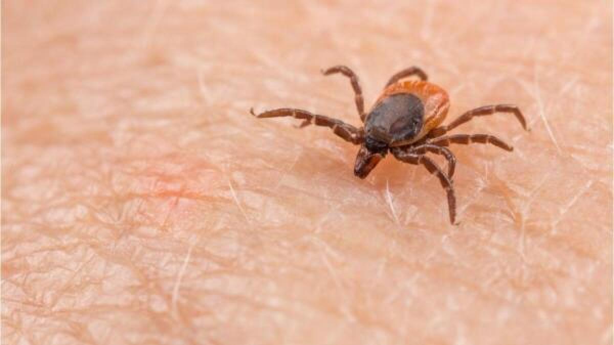 Augsburg district: The development of the tick season and how to protect ...