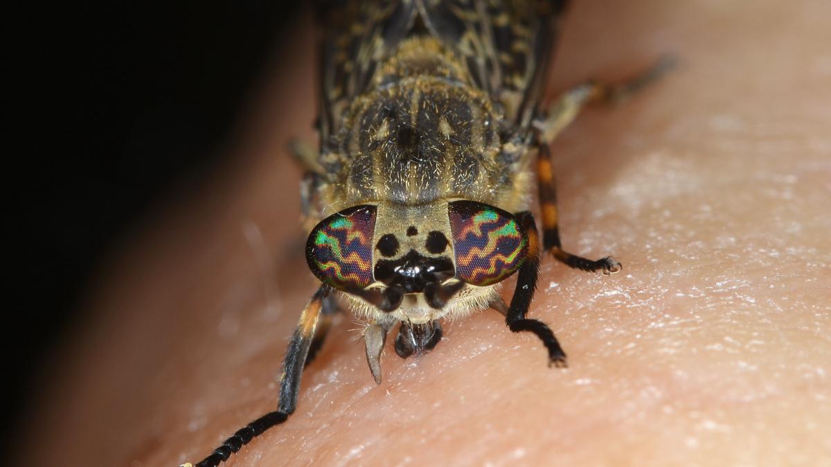 Statt-M-ckenstich-Welche-Insekten-bei-en-uns-Menschen-