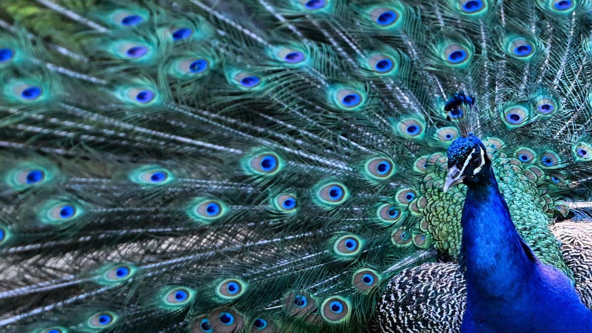 Vogelwilde-Verfolgungsjagd-Die-Polizei-Frankfurt-jagt-einem-ausgeb-chsten-Pfau-hinterher