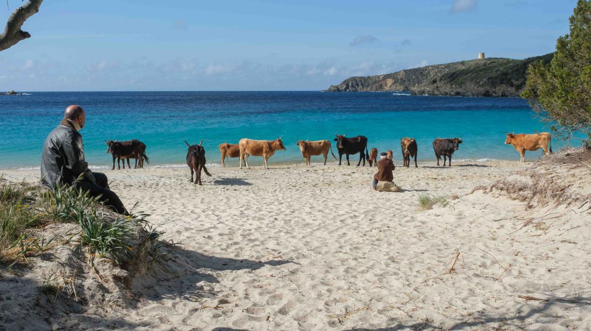 Die-Tiere-sind-los-in-M-nchen