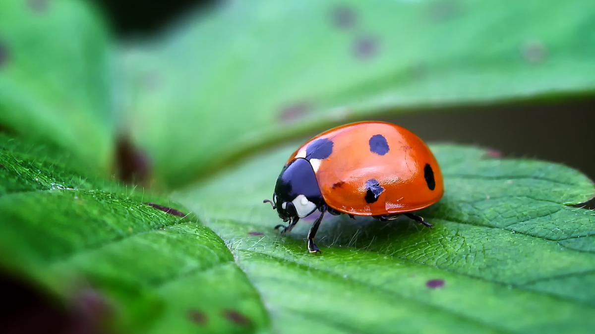 Warum-Marienk-fer-im-Garten-so-n-tzlich-sind