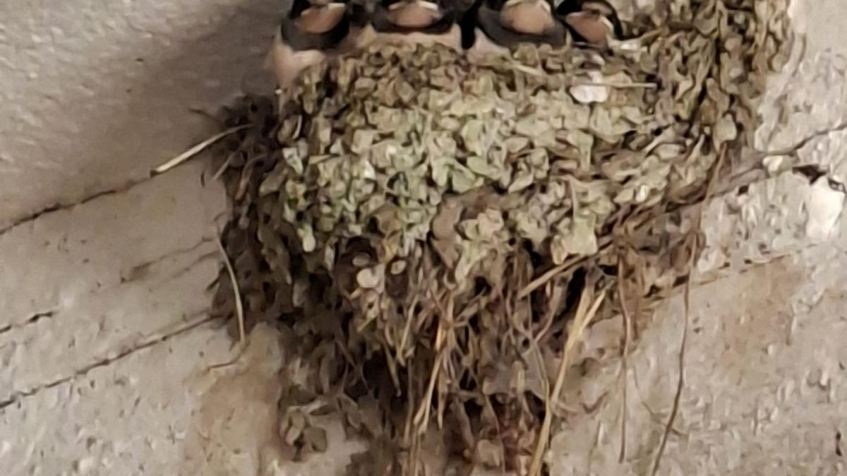 Dillingen district: Swallows also face 