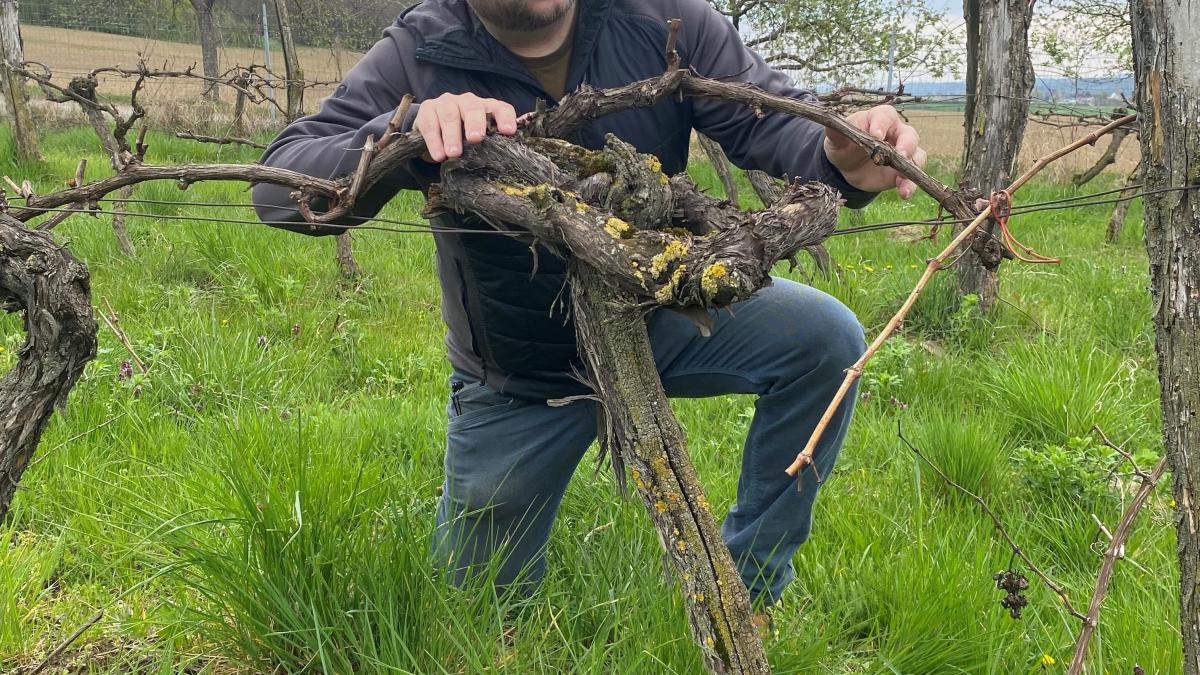 Sommer-und-Rotwein-alles-andere-als-abwegig