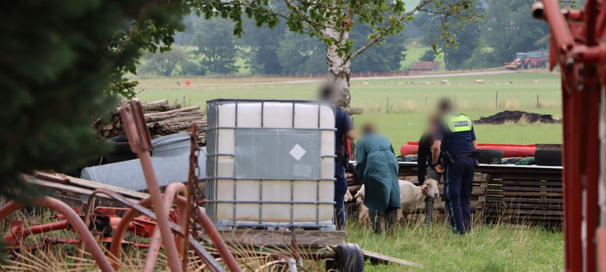 Tierschutz-Einsatz: Polizei und Veterinäramt rücken aus, Schaf wird eingeschläfert