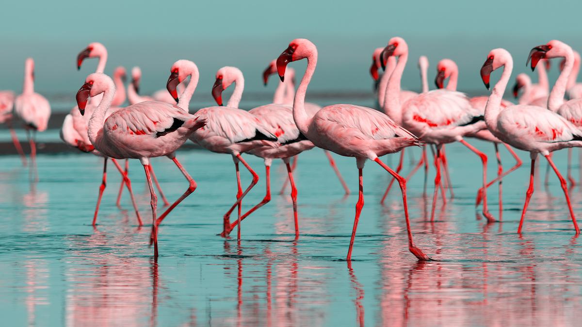 Tausende-Flamingo-K-ken-in-der-T-rkei-geschl-pft-wo-kann-man-sie-sehen-