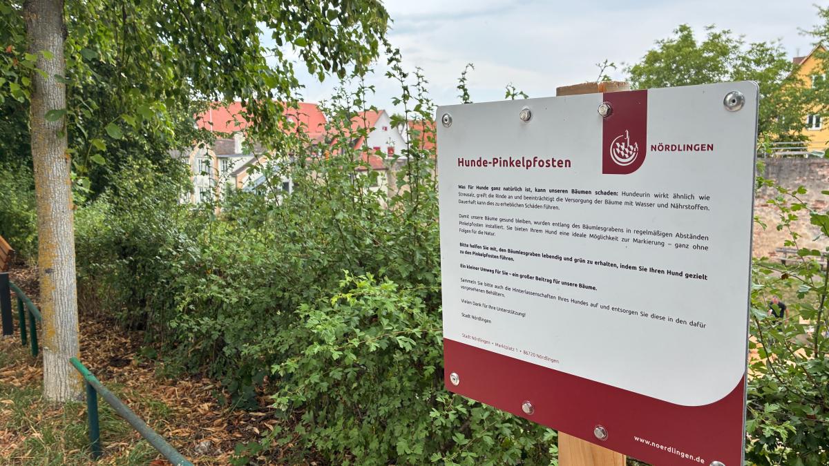 Hunde sollen in Nördlingen künftig an Pinkelpfosten zur Baumrettung ...
