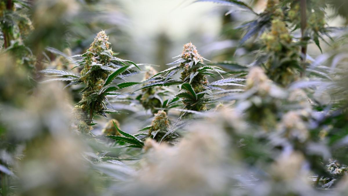 Cannabis auf Rezept erhöht Risiko für Notfälle und Psychosen