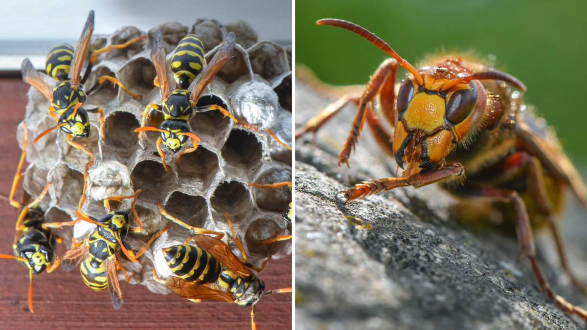 Extremely high numbers of wasps and hornets at the moment: Experts reveal ...