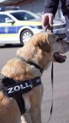 Mitarbeiter wie Zollhund Astan bringen besondere Fähigkeiten wie ihr feines Näschen ein.