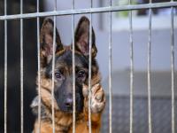 Ins Tierheim fahren, Hund aussuchen und direkt mitnehmen – geht das so einfach? Infos rund um die Tiervermittlung gibt es hier.