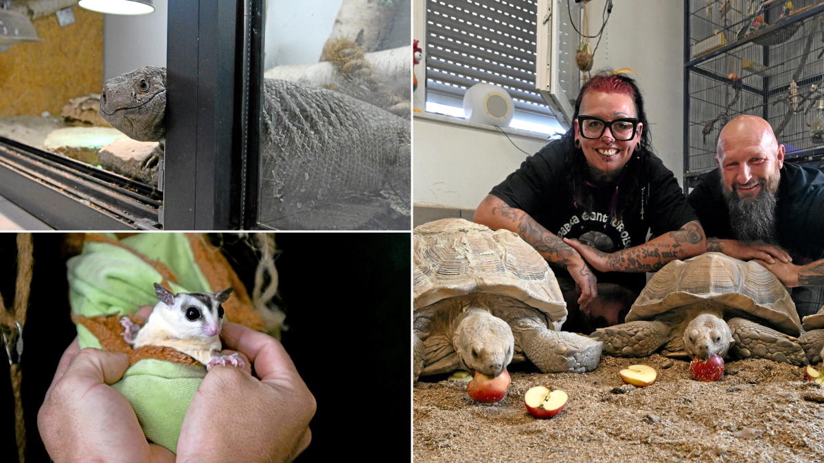 Exotic animals in Welden: They live in a house full of snakes, turtles ...