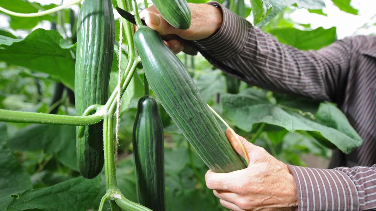 Salatgurken, Paprika und Möhren: Dürre macht Gemüse teurer