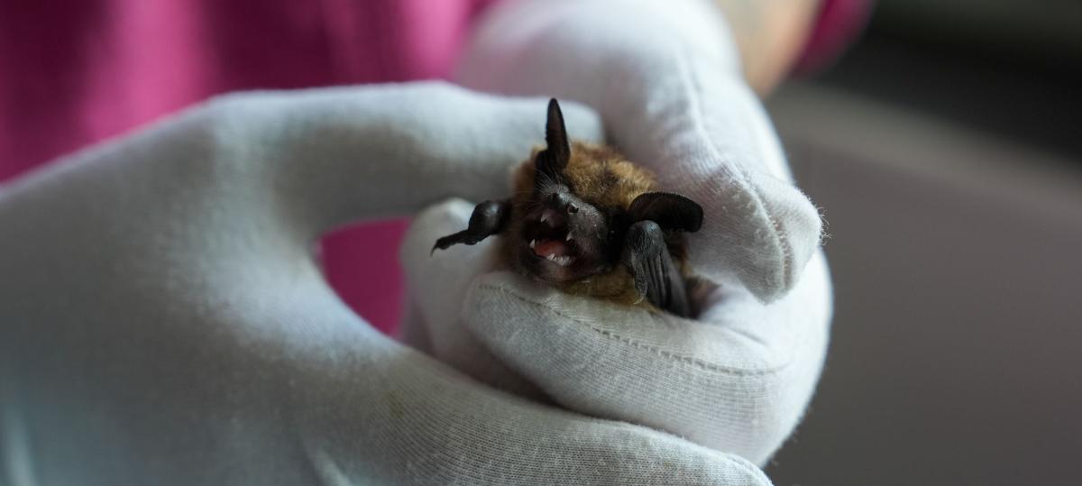 Tollwut bei Fledermaus in Würzburg nachgewiesen: Das sollten Sie jetzt wissen