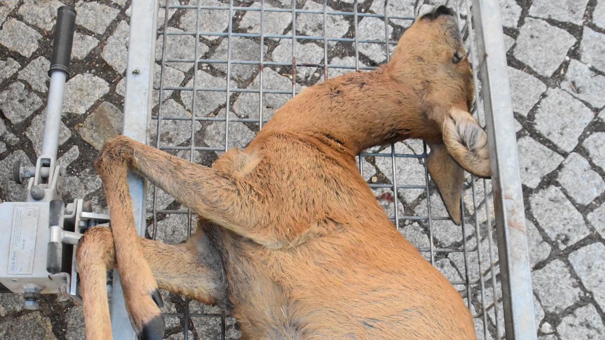 Dogs kill deer near Schwabmünchen - | Risks of unleashed animals