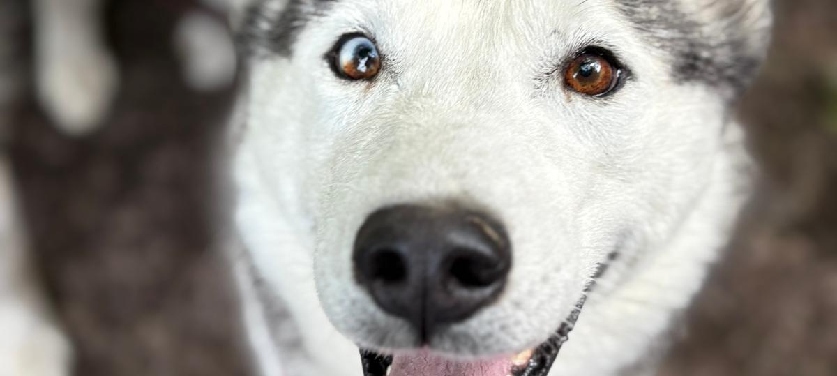 Der Husky Kjell hofft auf den Start in ein neues Leben