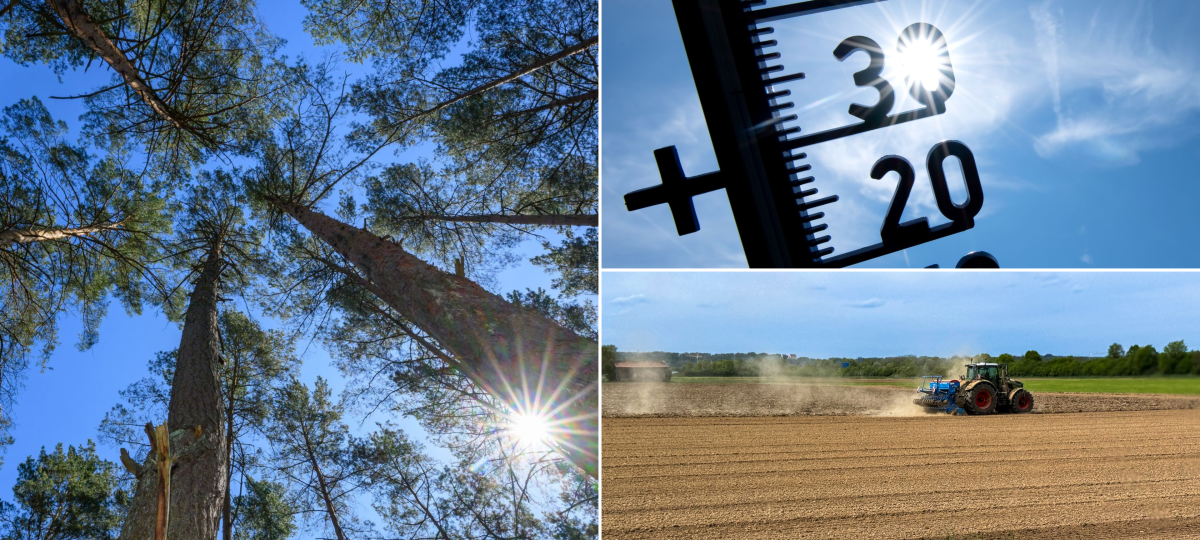 Hitzetote, dürre Acker, Millionenschäden: Was uns dieser Sommer in Bayern gekostet hat