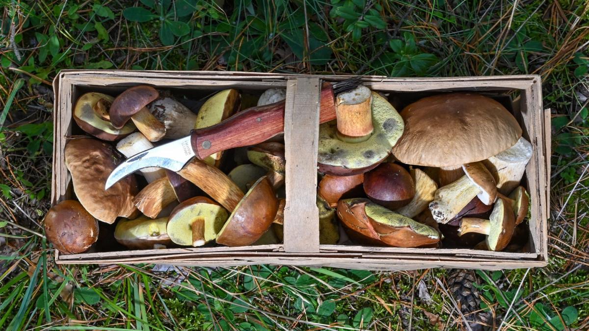 Due to dryness and drought: Hardly any mushrooms in Bavaria's forests