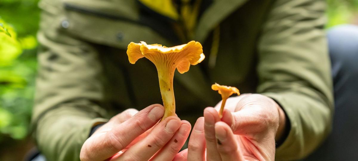 Genießbar oder Finger weg? Am 7. September legt die Pilzberatung wieder los
