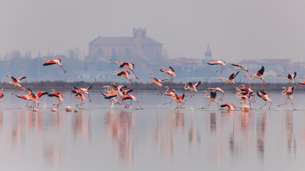 Italien, Birdwatching und mehr: Po-Delta begeistert mit Flamingos ...
