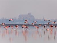 Einzigartiger Moment im Po-Delta: Vor der Silhouette des Städtchens Comacchio mit seiner romanischen Kathedrale fliegt ein Schwarm Flamingos auf.