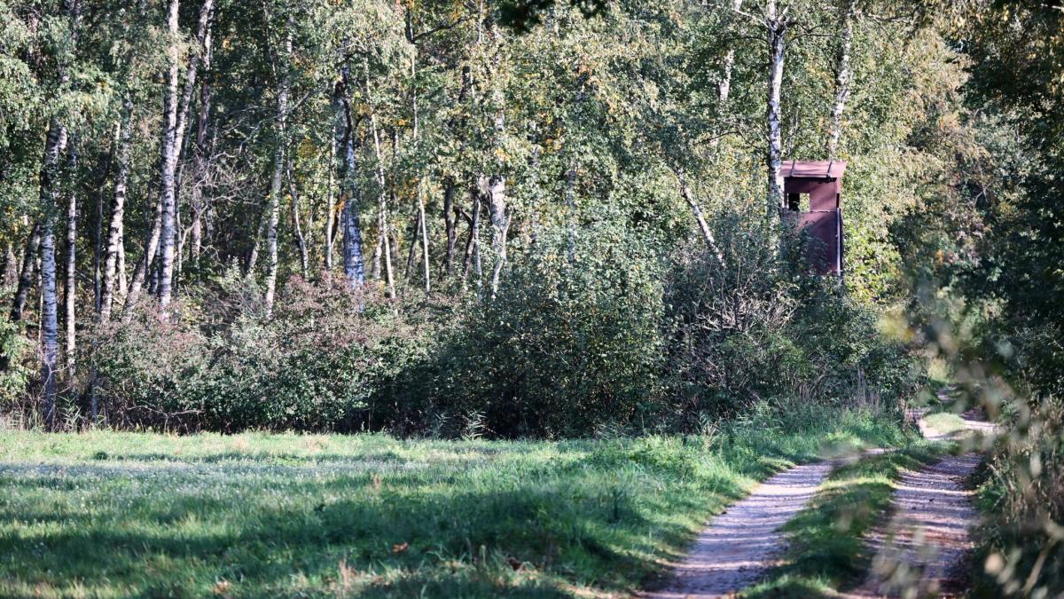 Raubkatzen-Suche: Streift ein Puma durch Oberbayern? Was bisher bekannt ist